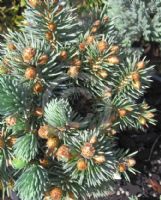 Picea pungens Blue Pearl