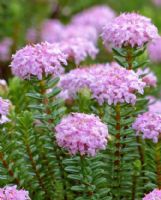 Pimelea ferruginea Bonne Petite