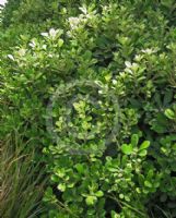 Pittosporum crassifolium Compactum