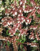 Pieris japonica Compact Crimson