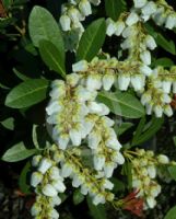 Pieris japonica Temple Bells