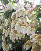 Pieris Forest Flame