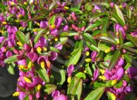 Polygala chamaebuxus Fairy Lights