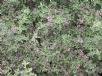 Prostanthera ovalifolia Variegata