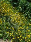 Ranunculus acris Flore Pleno