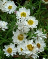 Rhodanthe anthemoides Paper Baby