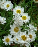 Rhodanthe anthemoides Paper Baby