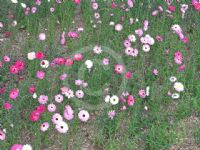 Rhodanthe chlorocephala