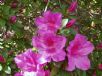 Rhododendron Southern Indica Hybrid Magnifica