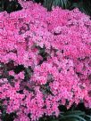 Rhododendron Southern Indica Hybrid Salmonea