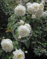 Rosa Noisette Lamarque