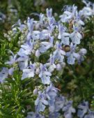 Rosmarinus officinalis Prostratus Group