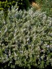 Rosmarinus officinalis Prostratus Group