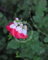 Salvia jamensis Hot Lips