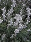 Salvia farinacea alba