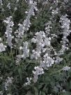 Salvia farinacea alba