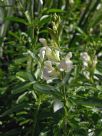 Salvia greggii Alba