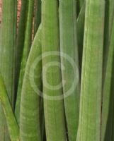 Dracaena singularis