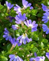 Scaevola Mauve Clusters