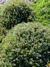 Scaevola Mauve Clusters