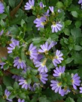 Scaevola albida Mauve Carpet