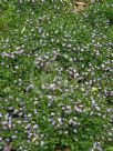 Scaevola albida Mauve Carpet