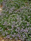 Scaevola albida Mauve Carpet
