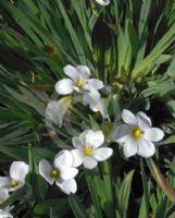 Sisyrinchium idahoense macounii Album