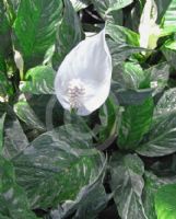 Spathiphyllum Domino