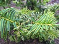 Taxus baccata Summergold