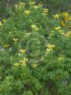 Tecoma capensis Aurea