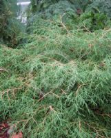 Thuja occidentalis Bobozam