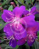 Tibouchina Jazzie