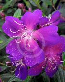 Tibouchina Jazzie