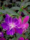 Tibouchina Jazzie