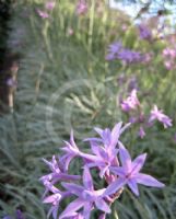 Tulbaghia violacea Silver Lace