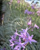 Tulbaghia violacea Silver Lace