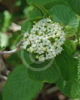 Viburnum lantana