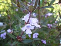 Westringia Glabra Cadabra