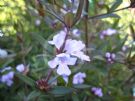 Westringia Glabra Cadabra