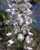 Wisteria White Blue Eyes