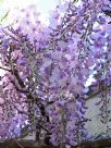 Wisteria Enchantment