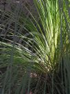 Xanthorrhoea australis