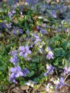 Viola canina