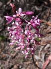 Dipodium punctatum