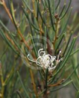Hakea microcarpa