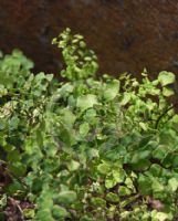 Adiantum atroviride