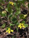 Goodenia hederacea alpestris