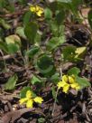 Goodenia hederacea alpestris