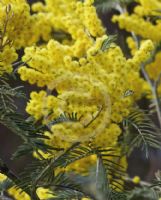 Acacia dealbata subalpina